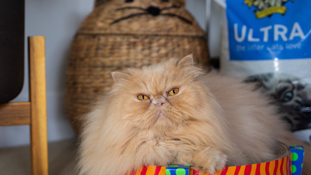 Have you taken <a href="/drelseys/">Dr. Elsey's</a> free litter quiz yet to see which litter formula is purrfect for your cat? I'm a confirmed "Ultra" kind of guy. Click linktr.ee/FloydTheLion to take the quiz &amp; let me know what kind of litter is right for you in the comments! 😻#drelseys #ad