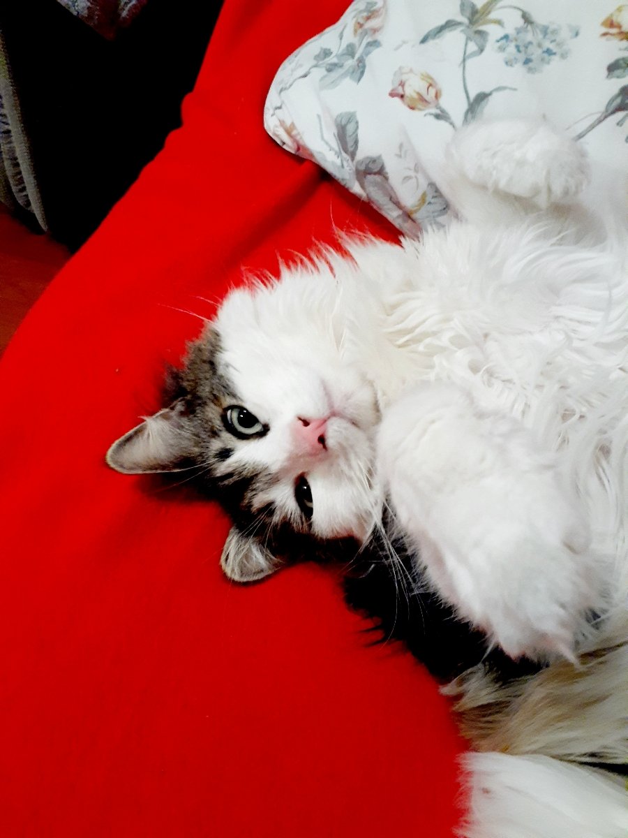 Just a lazy day today