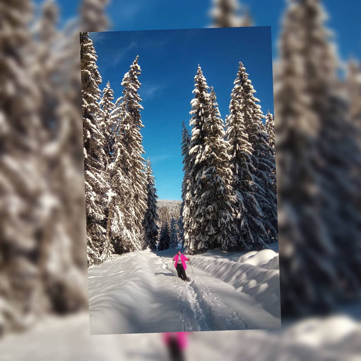 ronicone's tweet photo. Well I probably won't get lost in that pink #snowjacket π
#winterwonderland
#snowshoing https://t.co/bhU5YEK0bD