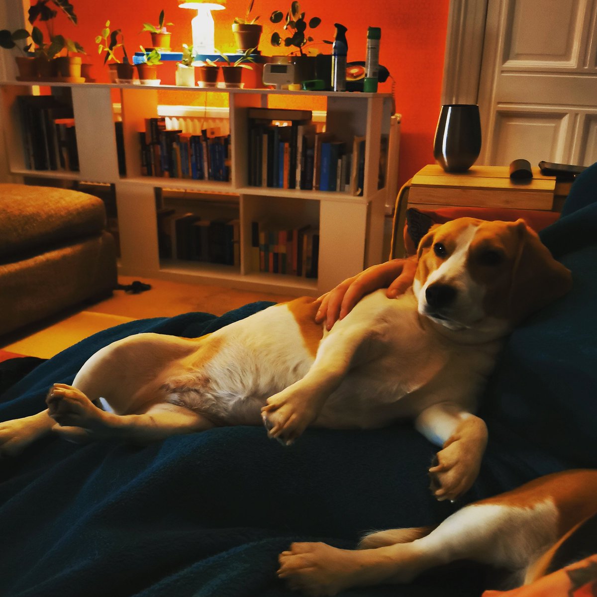 RioOfGlasgow's tweet image. Yes, I is comfy, thank you

#beagle #sofasnuggles #comfy #SaturdayVibes