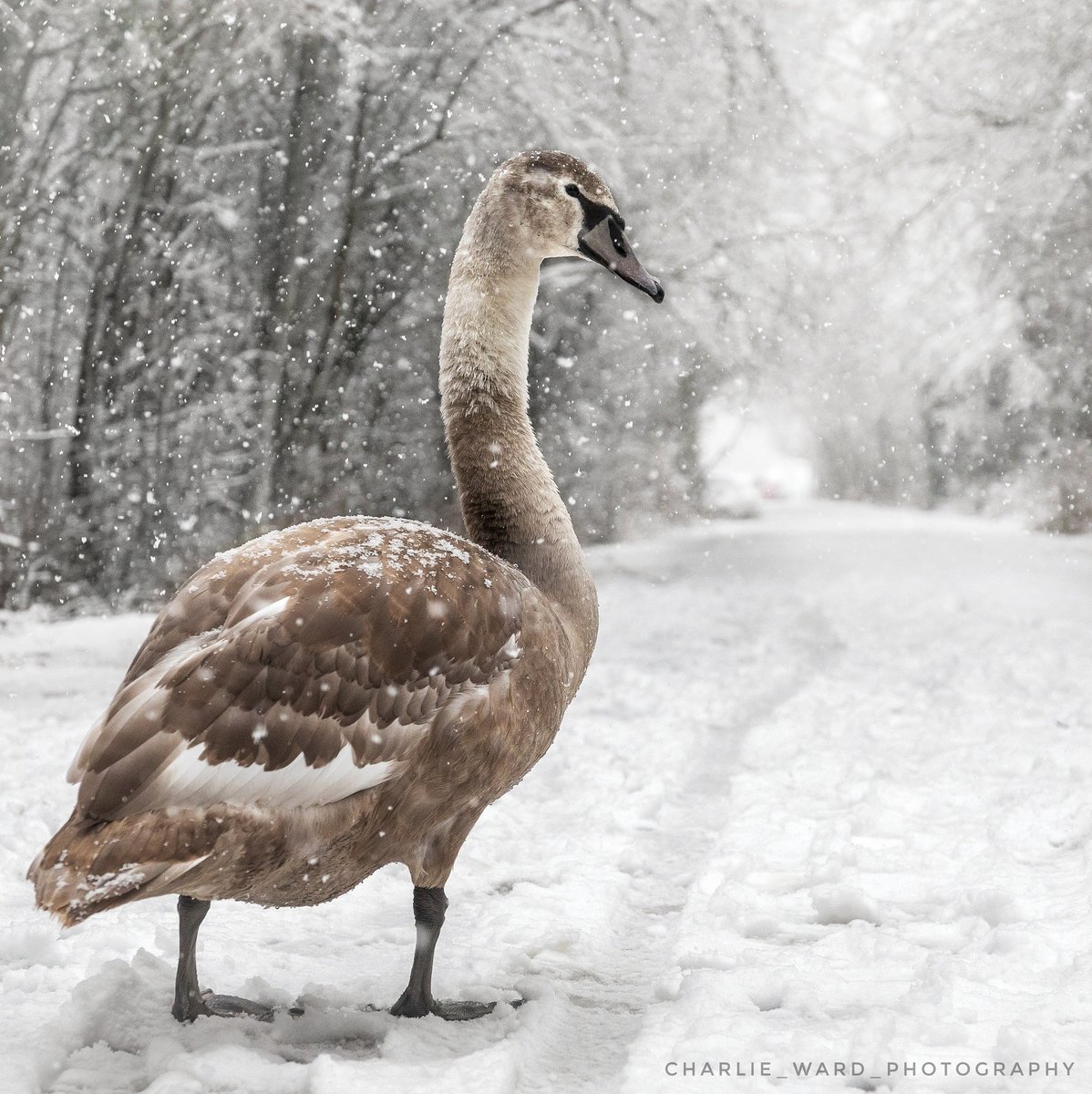 CharlieWardPho2's tweet photo. This could be the first time this young #swan has seen #snow ❄☃️🦢

#TwitterNatureCommunity #leedssnow #Winterwatch @BBCSpringwatch #nature https://t.co/XCLukeWFlZ