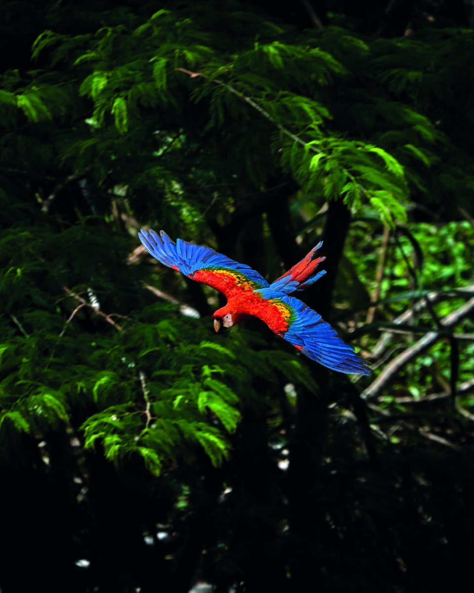 RainforestEx's tweet photo. When the Andes mountain range emerges, the waters of the Atlantic Ocean recede, leaving large concentrations of sodium in the soil, which gives rise to #claylicks, visited every day by dozens of #macaws and hundreds of #parrots and #parrakeets.
https://t.co/HcwG3DKHR7 https://t.co/sEwzQKF3n5