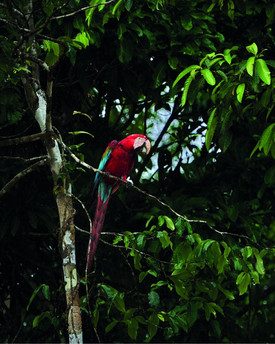 RainforestEx's tweet photo. When the Andes mountain range emerges, the waters of the Atlantic Ocean recede, leaving large concentrations of sodium in the soil, which gives rise to #claylicks, visited every day by dozens of #macaws and hundreds of #parrots and #parrakeets.
https://t.co/HcwG3DKHR7 https://t.co/sEwzQKF3n5