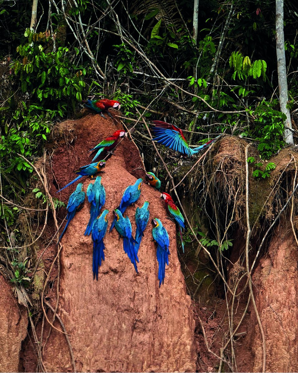 RainforestEx's tweet photo. When the Andes mountain range emerges, the waters of the Atlantic Ocean recede, leaving large concentrations of sodium in the soil, which gives rise to #claylicks, visited every day by dozens of #macaws and hundreds of #parrots and #parrakeets.
https://t.co/HcwG3DKHR7 https://t.co/sEwzQKF3n5