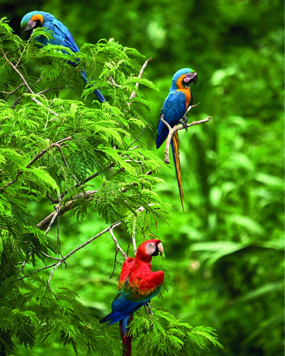 RainforestEx's tweet photo. When the Andes mountain range emerges, the waters of the Atlantic Ocean recede, leaving large concentrations of sodium in the soil, which gives rise to #claylicks, visited every day by dozens of #macaws and hundreds of #parrots and #parrakeets.
https://t.co/HcwG3DKHR7 https://t.co/sEwzQKF3n5