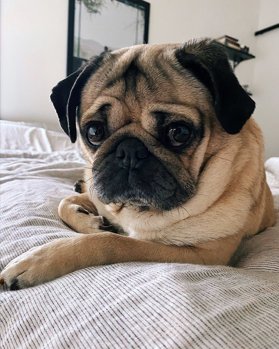 itsdougthepug tweet picture