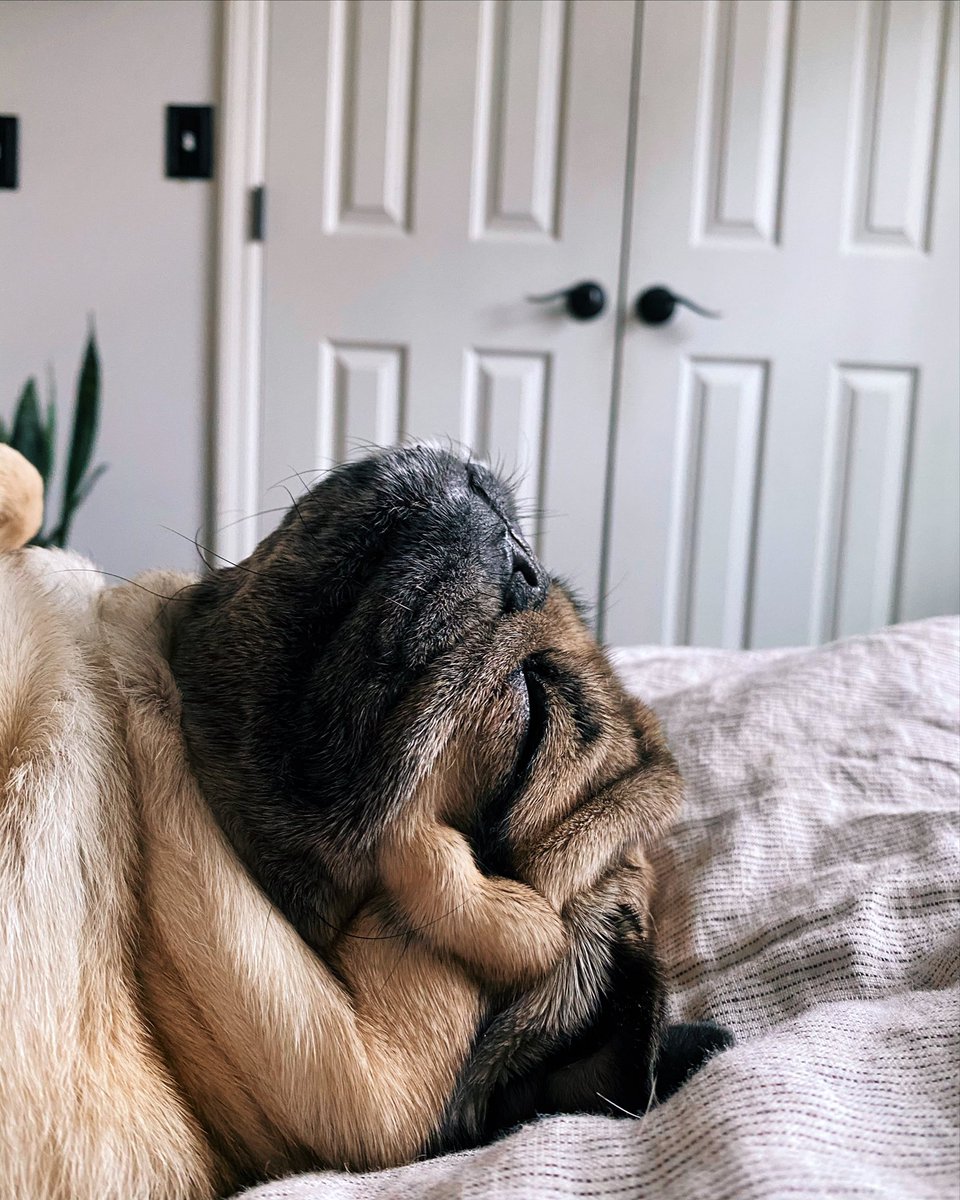 itsdougthepug tweet picture