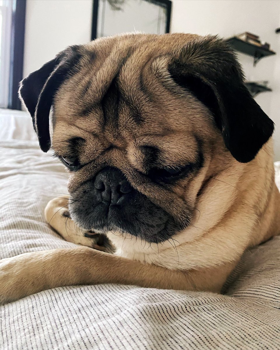 itsdougthepug tweet picture