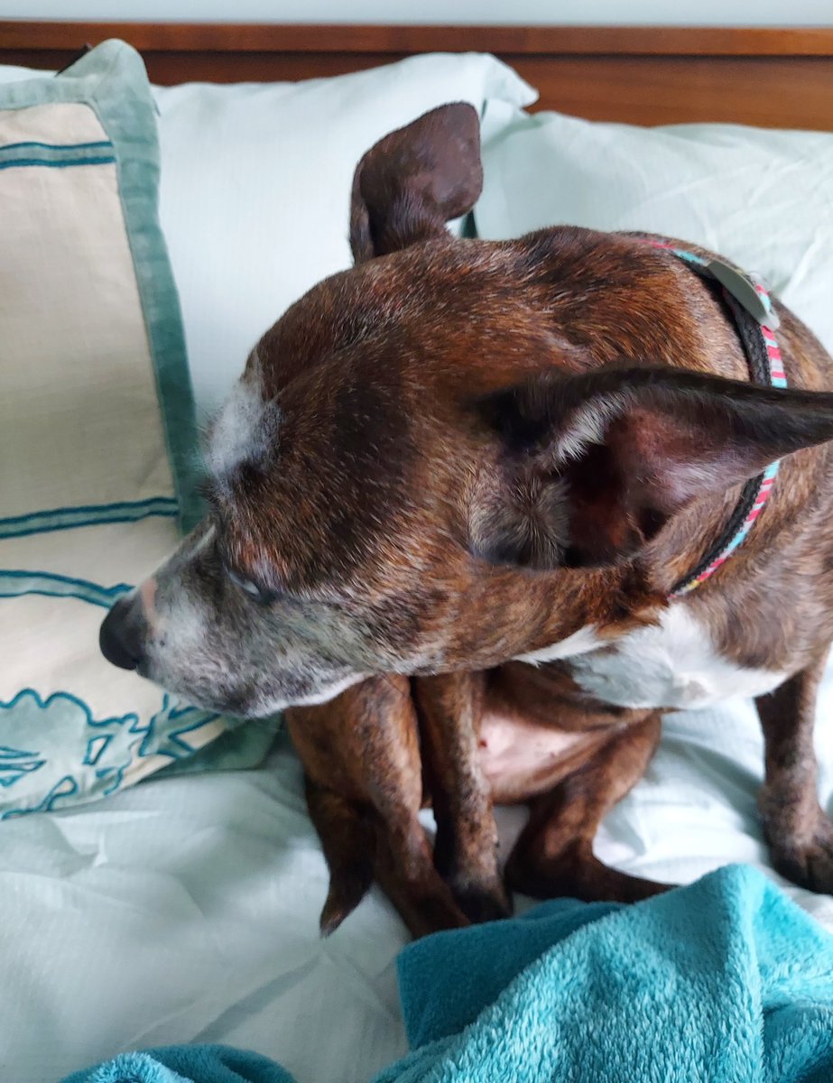 LottieSpots's tweet photo. Whatever makes you think the duvet 'sploded under me? What fluffy stuff on me bonce? Refusing to look you in the eye and shaking for no reason in particular #sploded #guilty #StaffieSaturday https://t.co/L8R1soeO2c