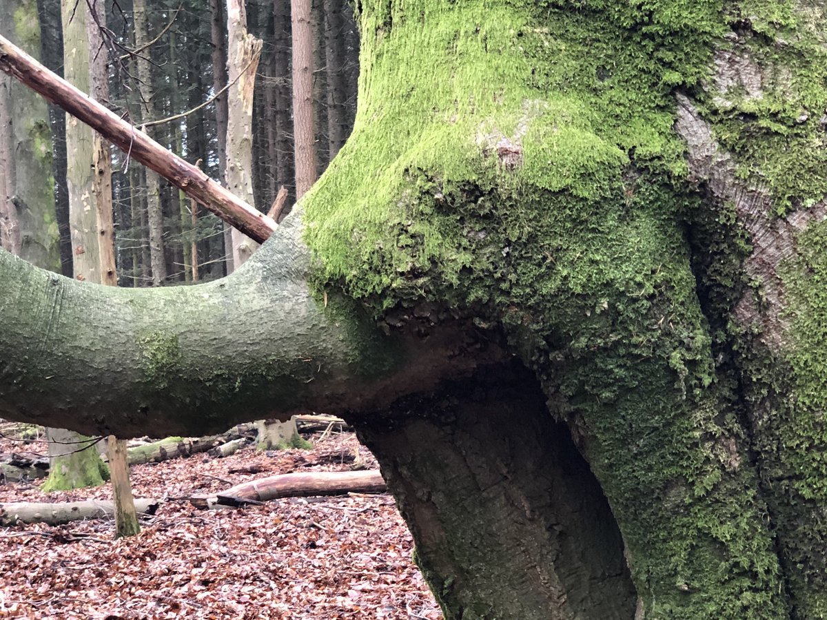 MartinPol's tweet photo. Elephant @FacesPics https://t.co/35joTBTslH