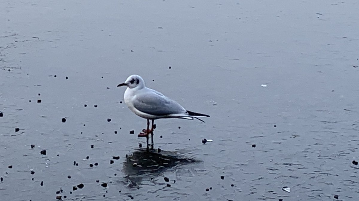 BorrowdaleWeath's tweet photo. We’ve had some chilly conditions here recently. #icy #snow #derwentwater #skiddaw https://t.co/ISab29LDOD