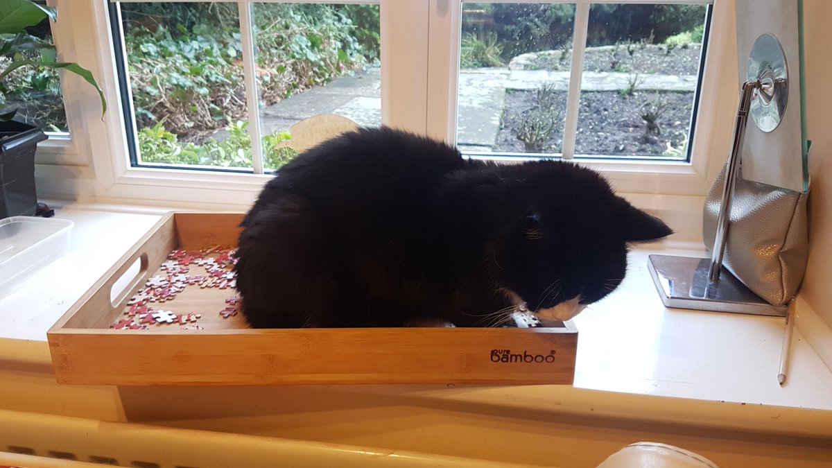 My cat Socks is so funny. He has taken a liking to, sit in the jigsaw tray.