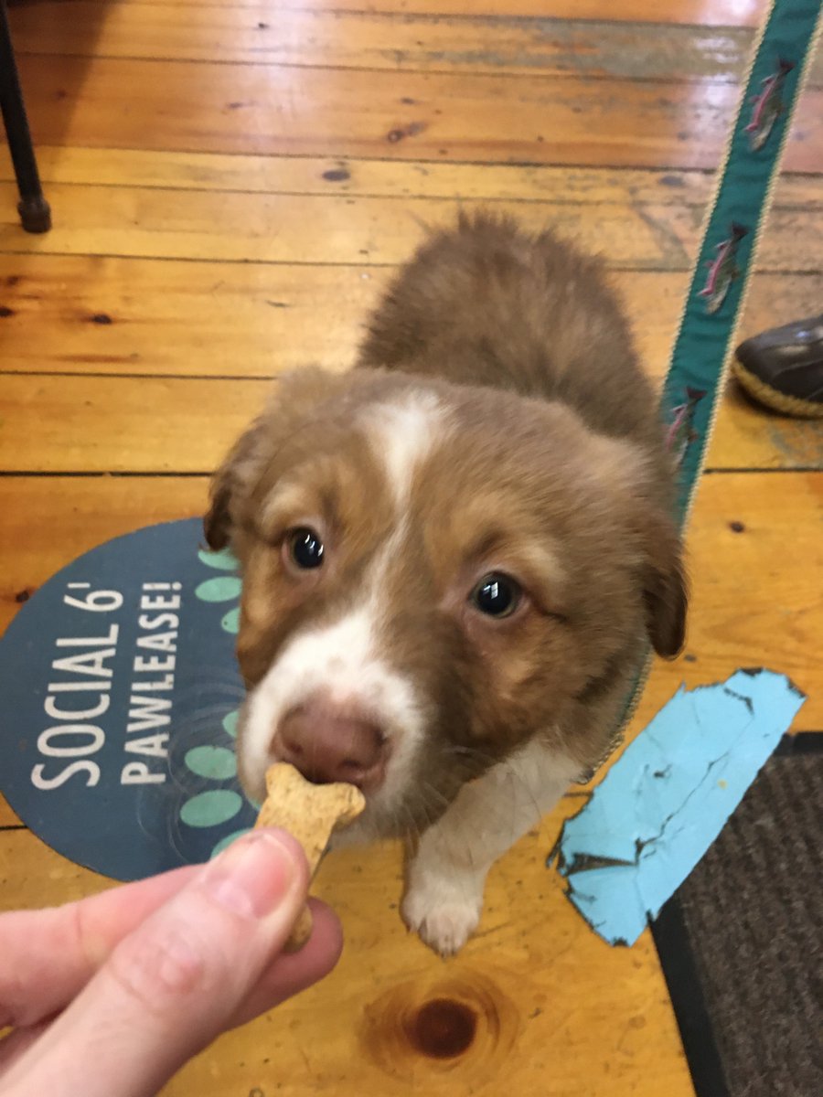 fetchportland's tweet photo. What a great way to start the weekend! 🐾 #thefishandbone #portlandmaine #portlanddowntown #portlandoldport #yum #weekendishere https://t.co/m85xbHwg2y