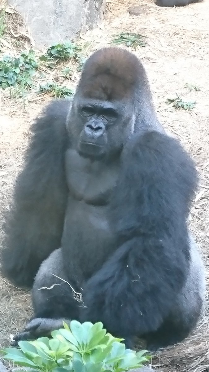 ゴリラ組長 ゴリラ男 ゴリラ共通テスト 俺はゴリラを舐め腐るような事はやらねぇぜ ここはクールなゴリラの写真でも貼っつけるとするよ