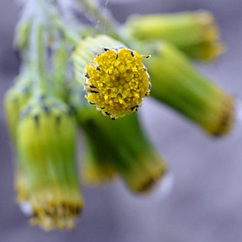 NativeFlowerUK's tweet photo. Size isn't everything - beautiful groundsel flowers all year round and is worth a closer look. #wildflower #groundsel #January https://t.co/JkvFAtyRCf