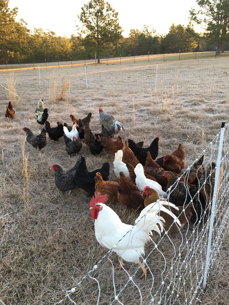 bfarms_tx's tweet photo. The hens were happy to move to a new area on this chilly morning. They’re snacking away on soaked grains while Kellogg keeps watch. #pasturedchicken #pasturedeggs #kelloggtherooster #farmscape #earlymorning #chillymorning #broussardfarmskirbyville #farmlife #blessed https://t.co/4IIVGVjvbm