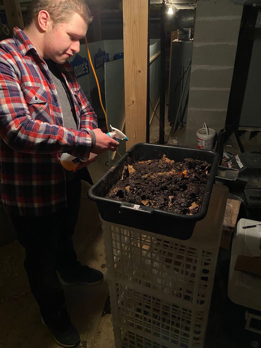 adkwormfarm's tweet photo. To ensure we have enough #redwiggler composting #worms for customers this spring, we manager our breeder beds regularly, feeding and spritzing with water. Our part-time staffer (oh yeah, also our son) has been recruited as assistant worm herder.๐ #vermiculture #wormfarm https://t.co/zarz626cEs