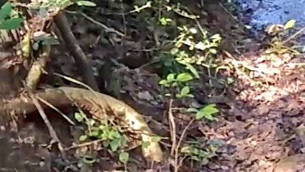 See it's next to the root chilling. Froze the video & got this picture 