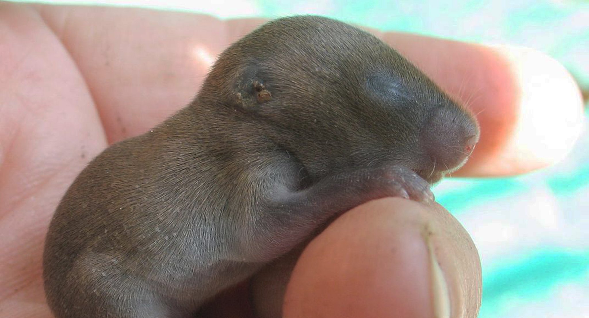 Vegan Land Movement on Twitter: "What is this cute little creature? He