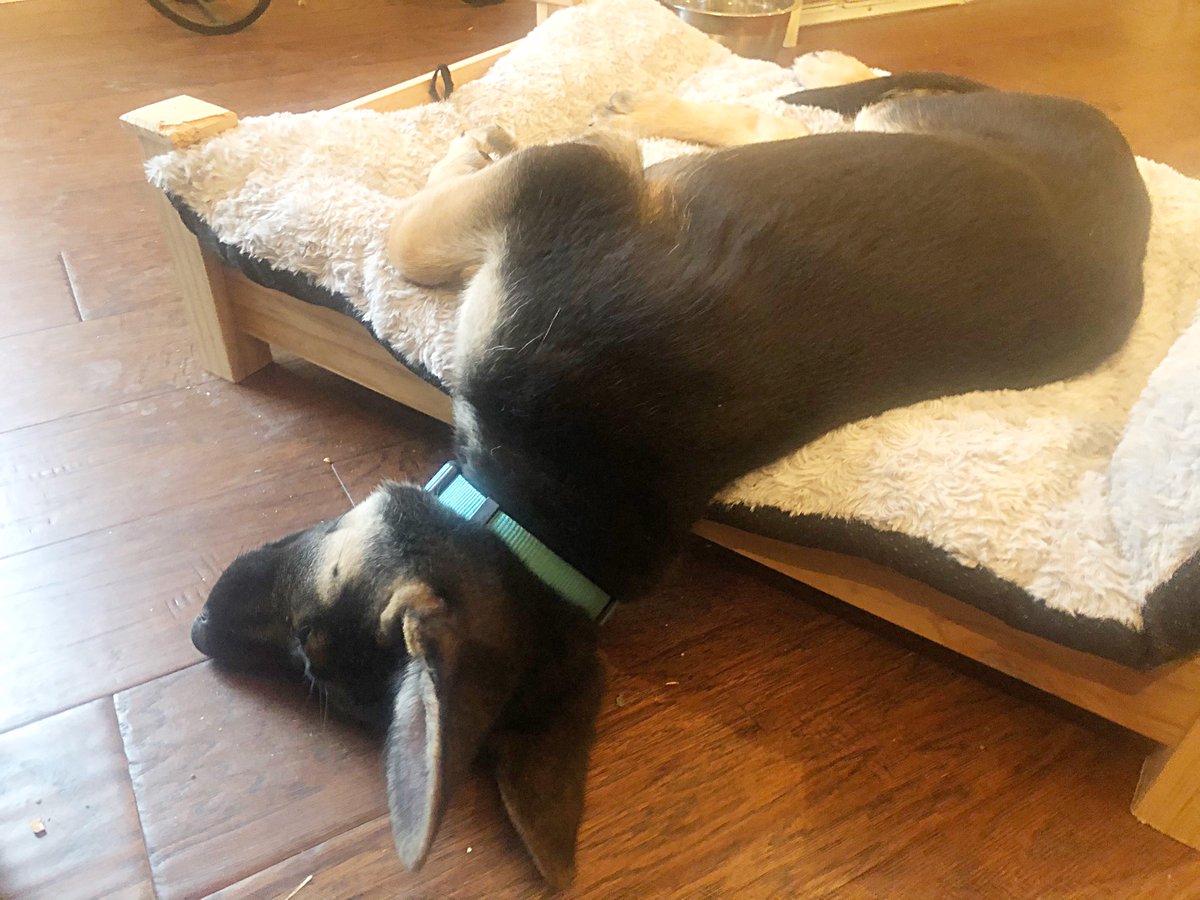 Cami Ryan, PhD tweet media