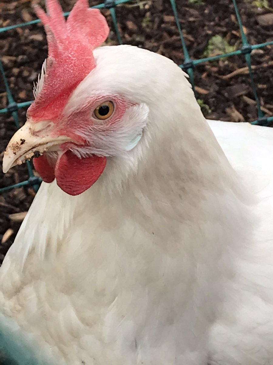 Ross Worcs tweet media