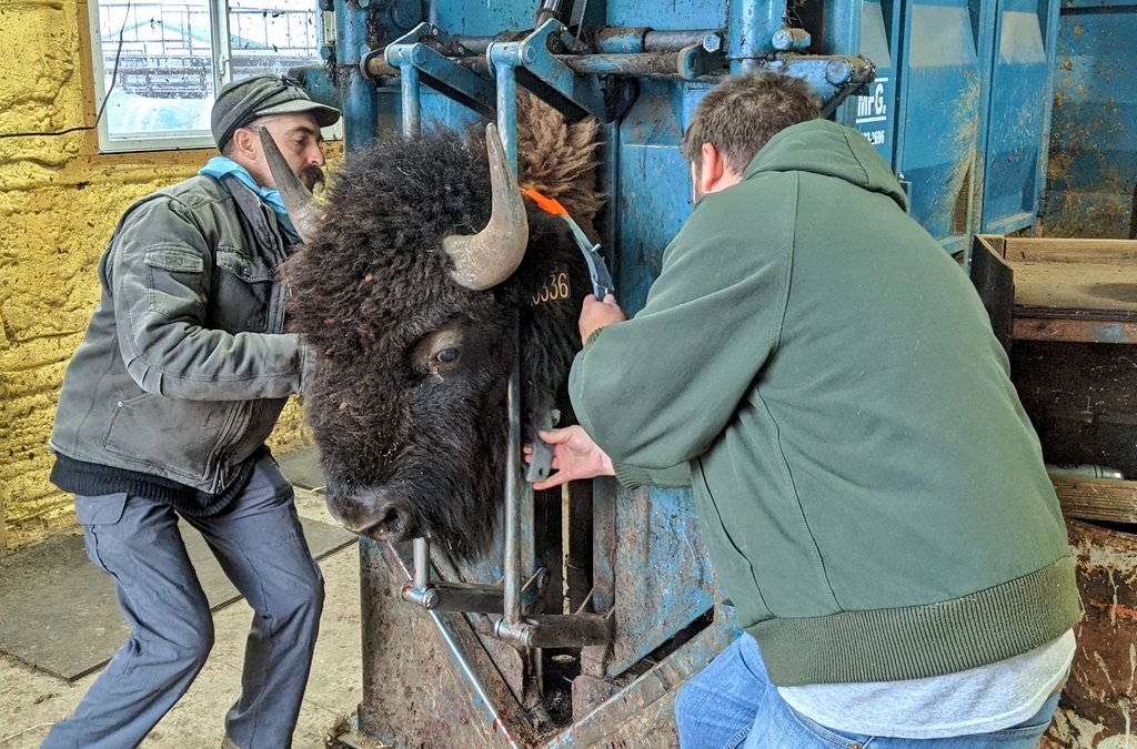 SDState Center of Excellence for Bison Studies tweet media