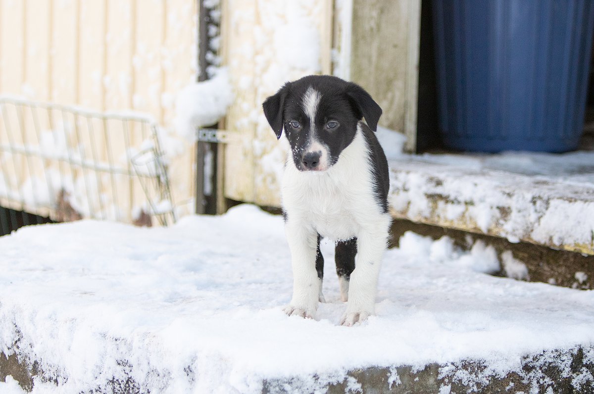 merineider's tweet photo. Got my pup Nappo home today. #bordercollie https://t.co/WKPUUKnQha