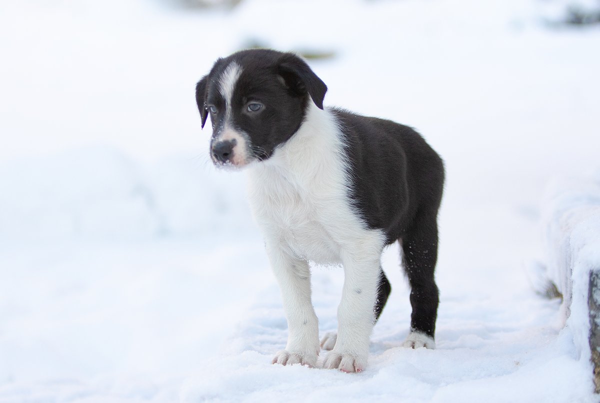 merineider's tweet photo. Got my pup Nappo home today. #bordercollie https://t.co/WKPUUKnQha