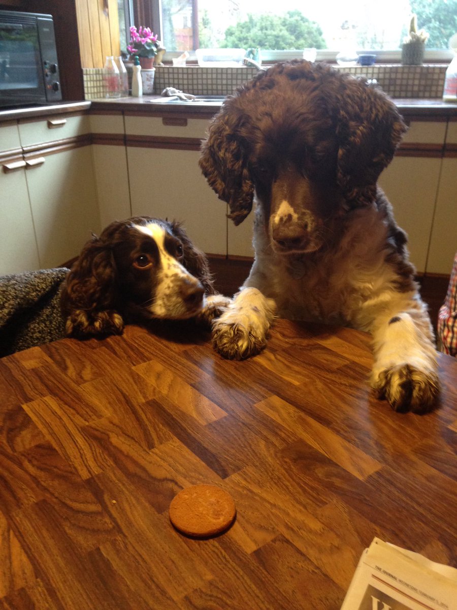 SpanielsSuper's tweet photo. @SpanielAidUK We can do that too... look 😇😇 Don’t look at the drool pool 🙄 #SoPatient #SoWellBehaved https://t.co/NHh5aV5hN8