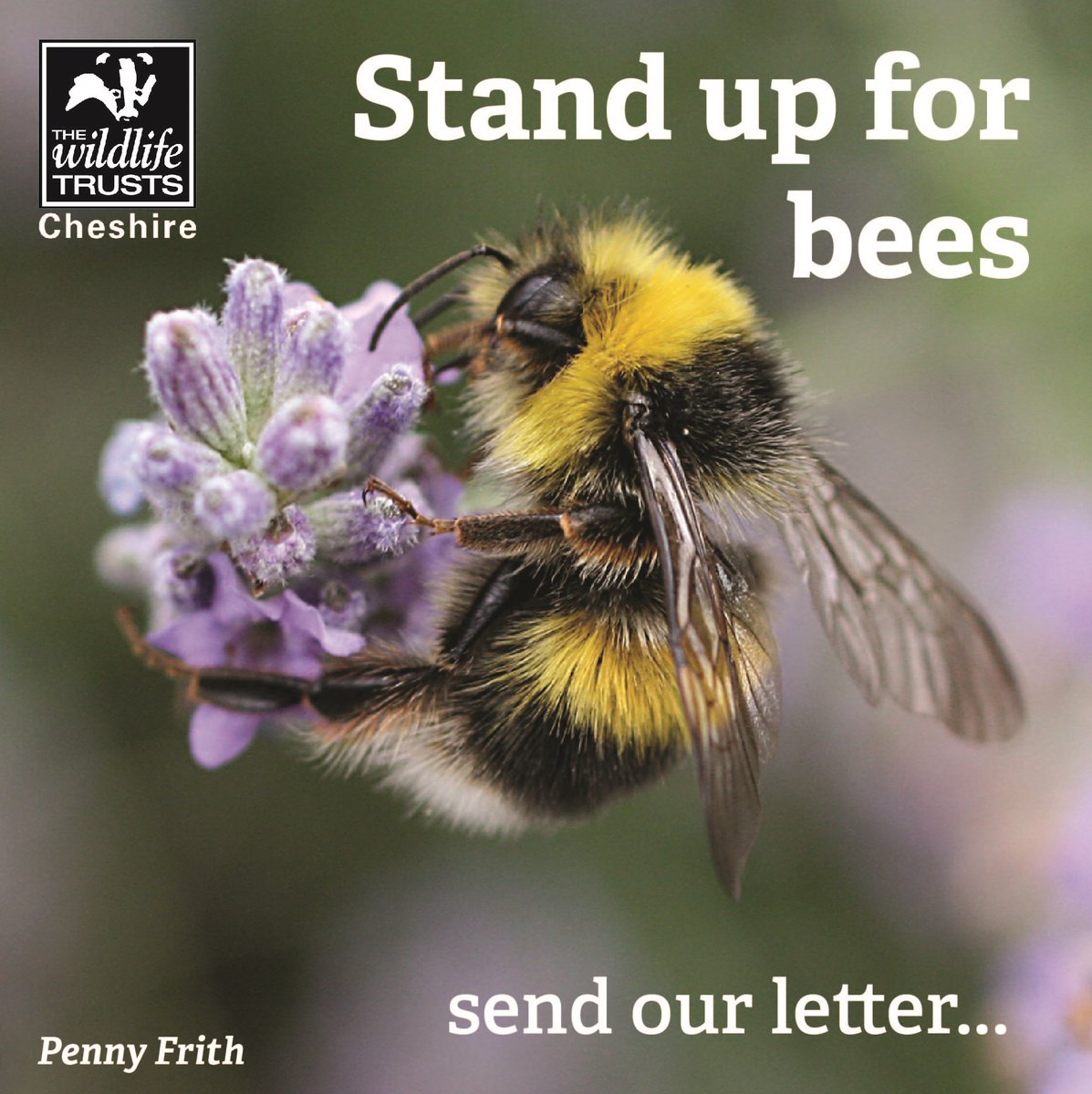 🐝 Sign our letter to the prime minister – nature isn’t disposable and the ban on thiamethoxam must be reinstated:  action.wildlifetrusts.org/page/74049/dat…