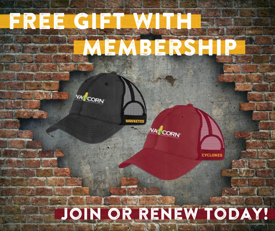 iowa_corn's tweet photo. Iowa is the top corn, ethanol, pork &amp; egg producing state, but we are also passionate about the Iowa Corn Cy-Hawk Series. That’s why we’re offering this exclusive free hat with a new or renewed ICGA membership from now until March 31!
Visit https://t.co/5gSrMmrV3t to claim yours. https://t.co/a9yBj63Fht