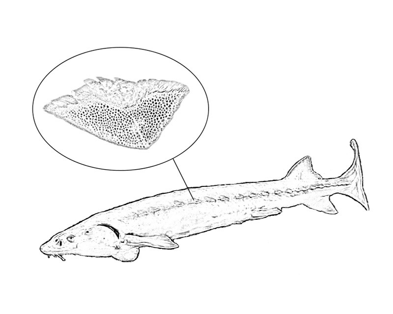 JRarchaeology's tweet image. Would you like to #ColorOurCollection? Sturgeons are very large fish that live in coastal rivers like the James. Some species can grow up to 14 feet long! Download the coloring page for a fun activity. More info: bit.ly/3ckx1Ra #JRkids #JRkidsathome