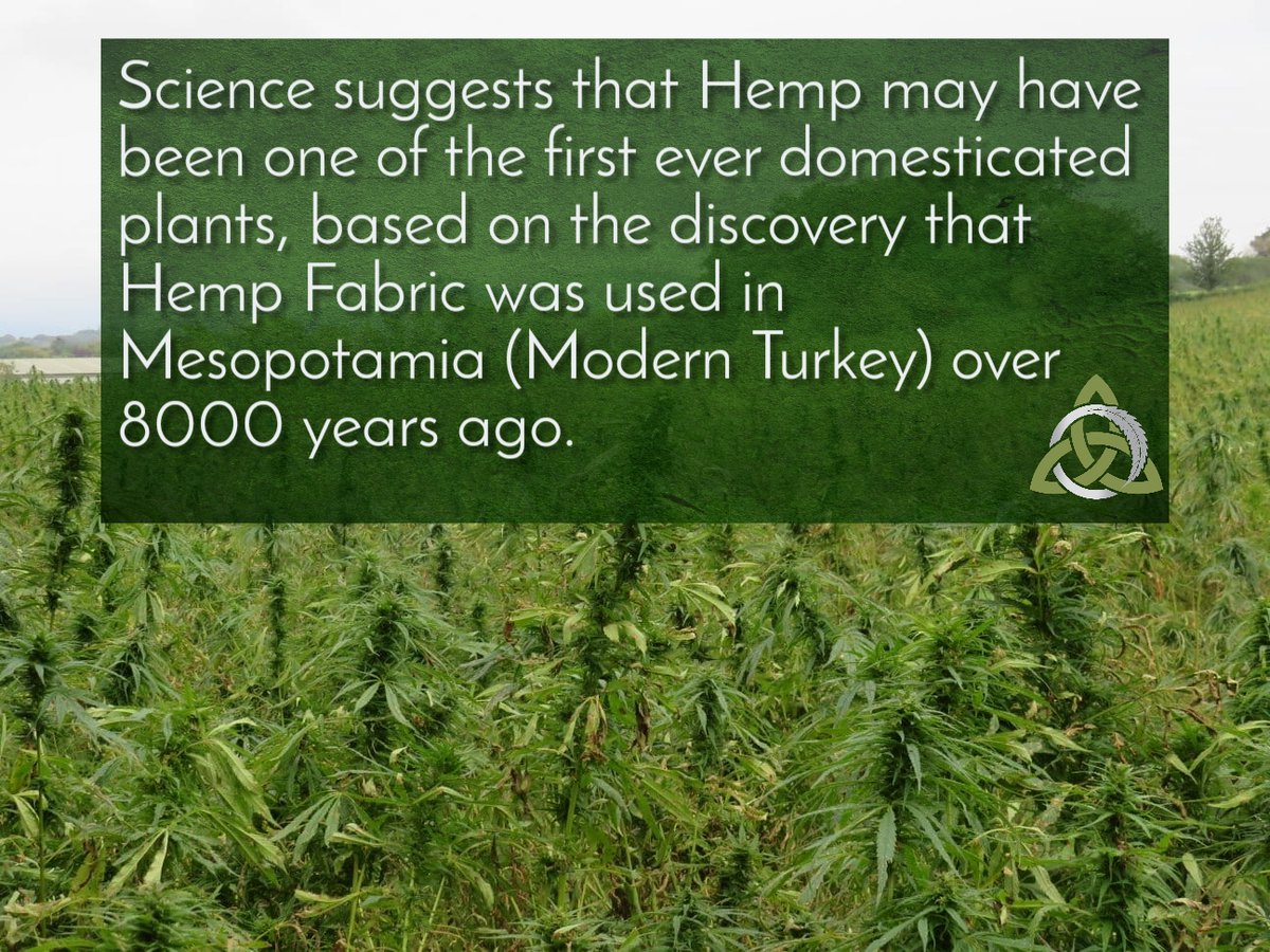 CelticWind_IRE's tweet photo. Hemp Fabric was used in Mesopotamia (Modern Turkey) over 8000 years ago.
🌱
#celticwind #hemp #cbd #cbdoil #coldpressedcbd #mesopotamia #antiquity #plantsofthepast #ancientfarming #domestication #ancestors #farmingmethods #hempfibre #hempfabric #hemplinen #hempuses #hemphistory https://t.co/GNAxCCXSg9