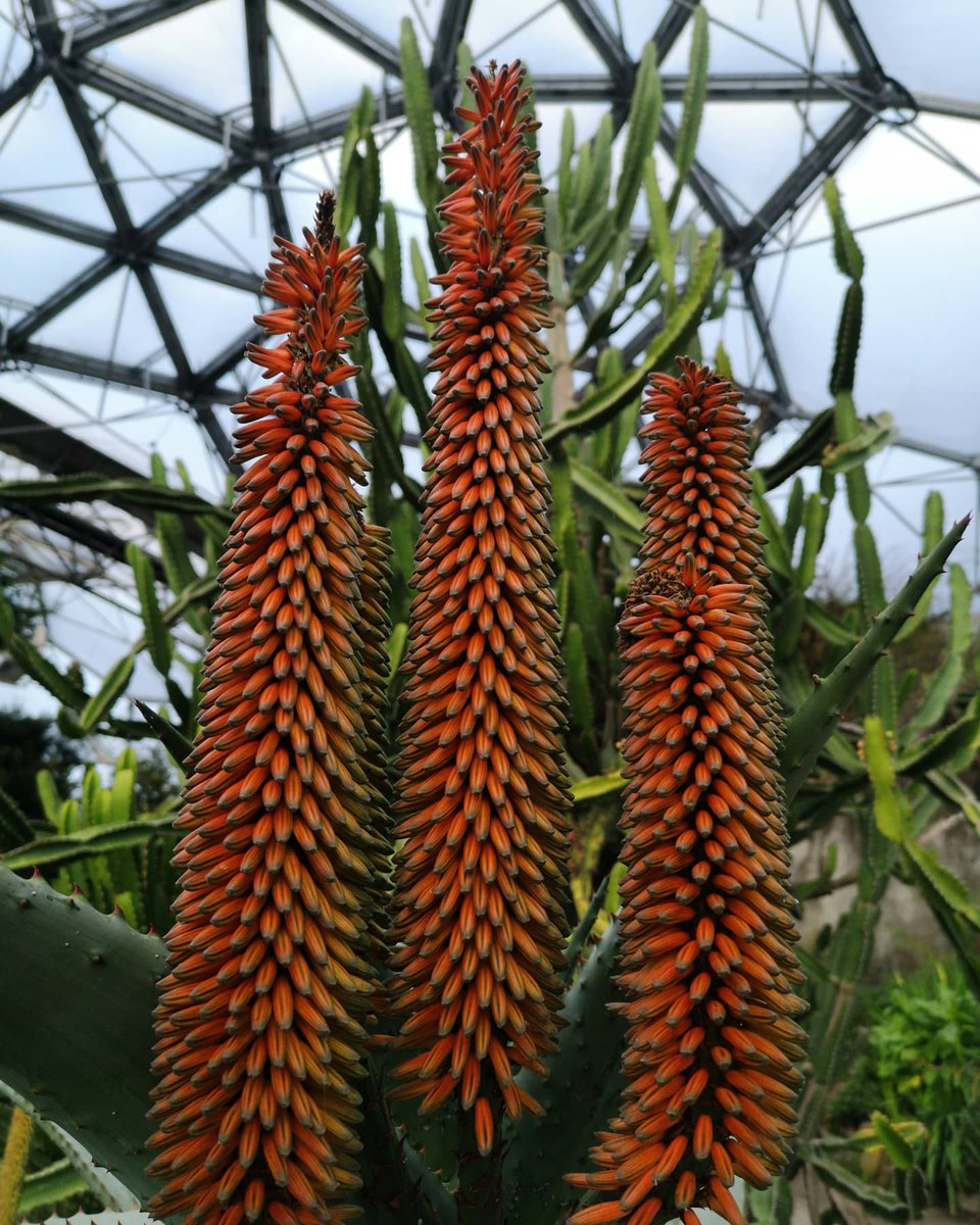 Mark Matthews tweet media