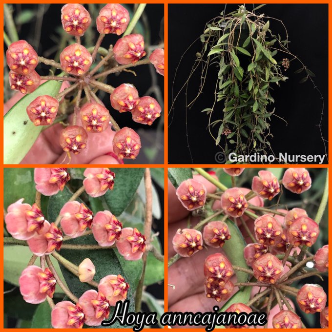 Watch Hoya Plants's leaked NSFW photo on TwXstars