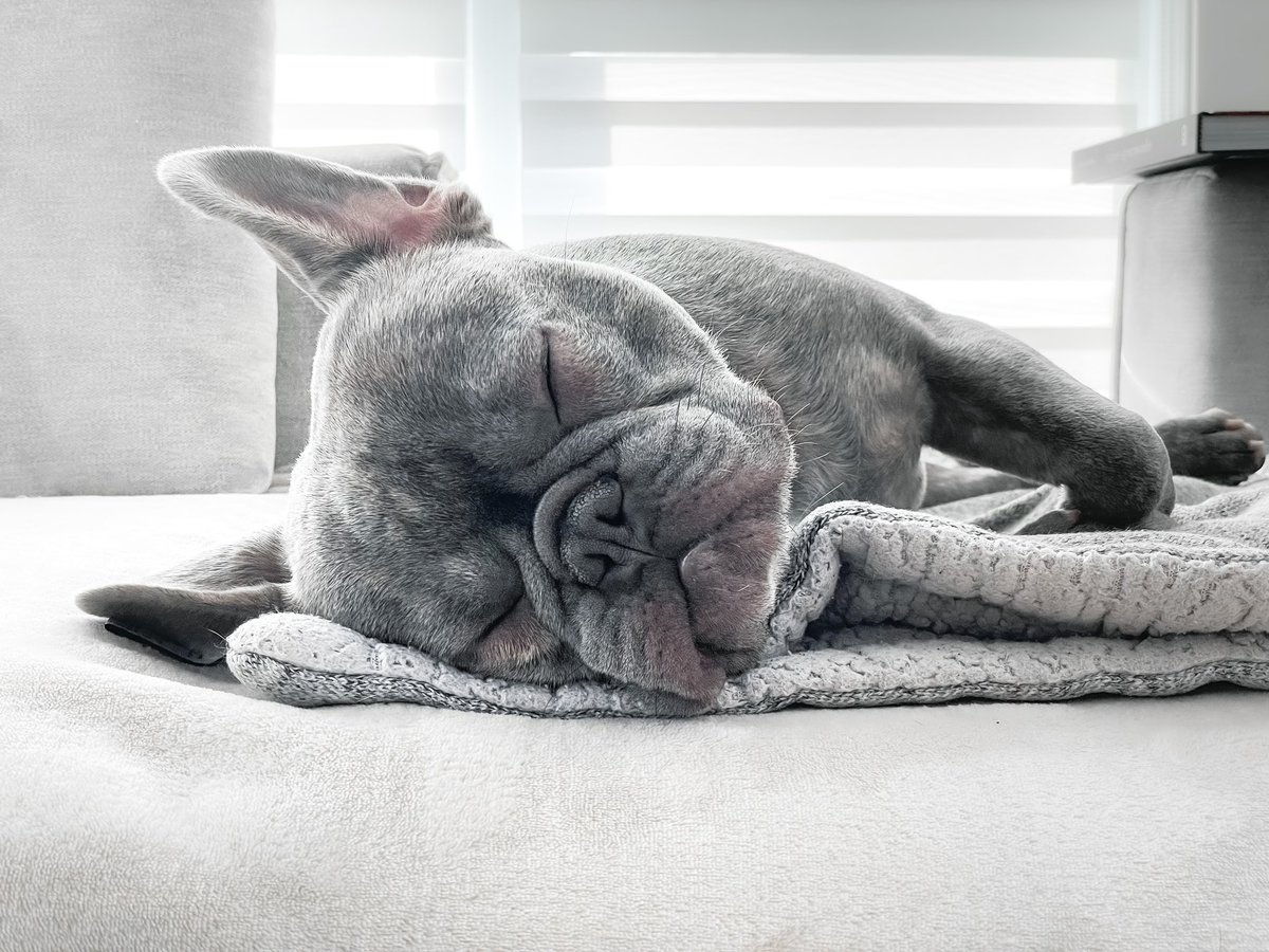 Christopher_Odd's tweet image. One hour until we’re back on the Rim! Best colony by far. Twitch.tv/christopherodd Walter is getting his prestream snooze in.