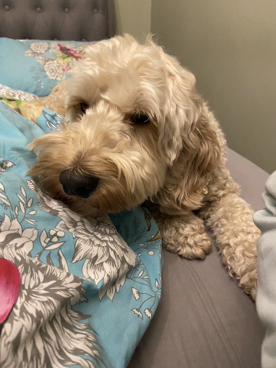 WilsonandJim1's tweet photo. We knows where we likes to be when we is tired! In the big bed. We tell our hoomans when it is time for bed. #sleepydogs #dogs #doglife #dogslife #dogsoftwitter #DogsofTwittter #dogsarefamily #cockapoo #lovingdogs #DogLover #loverofdogs #cute #cutenessOVERLOAD https://t.co/C29A4xVtgz