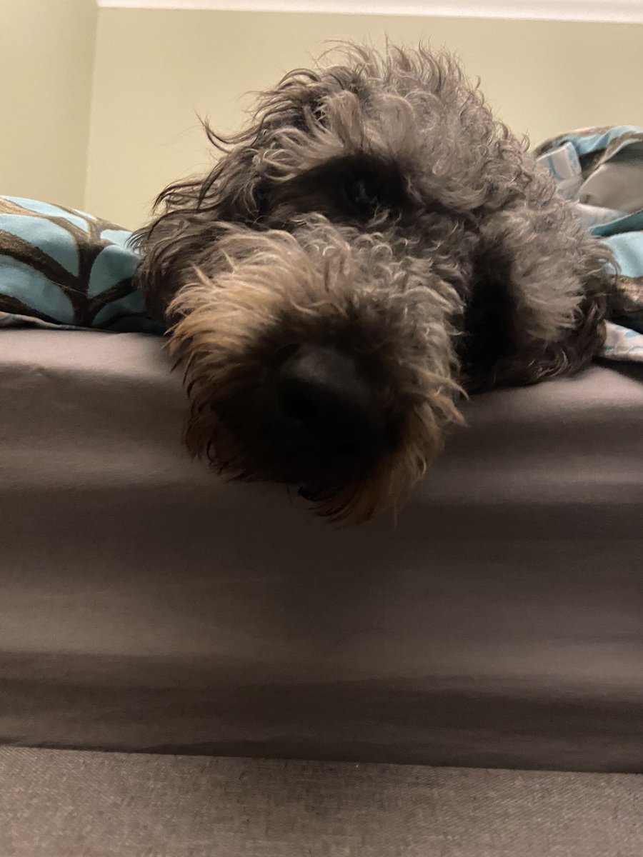 WilsonandJim1's tweet photo. We knows where we likes to be when we is tired! In the big bed. We tell our hoomans when it is time for bed. #sleepydogs #dogs #doglife #dogslife #dogsoftwitter #DogsofTwittter #dogsarefamily #cockapoo #lovingdogs #DogLover #loverofdogs #cute #cutenessOVERLOAD https://t.co/C29A4xVtgz