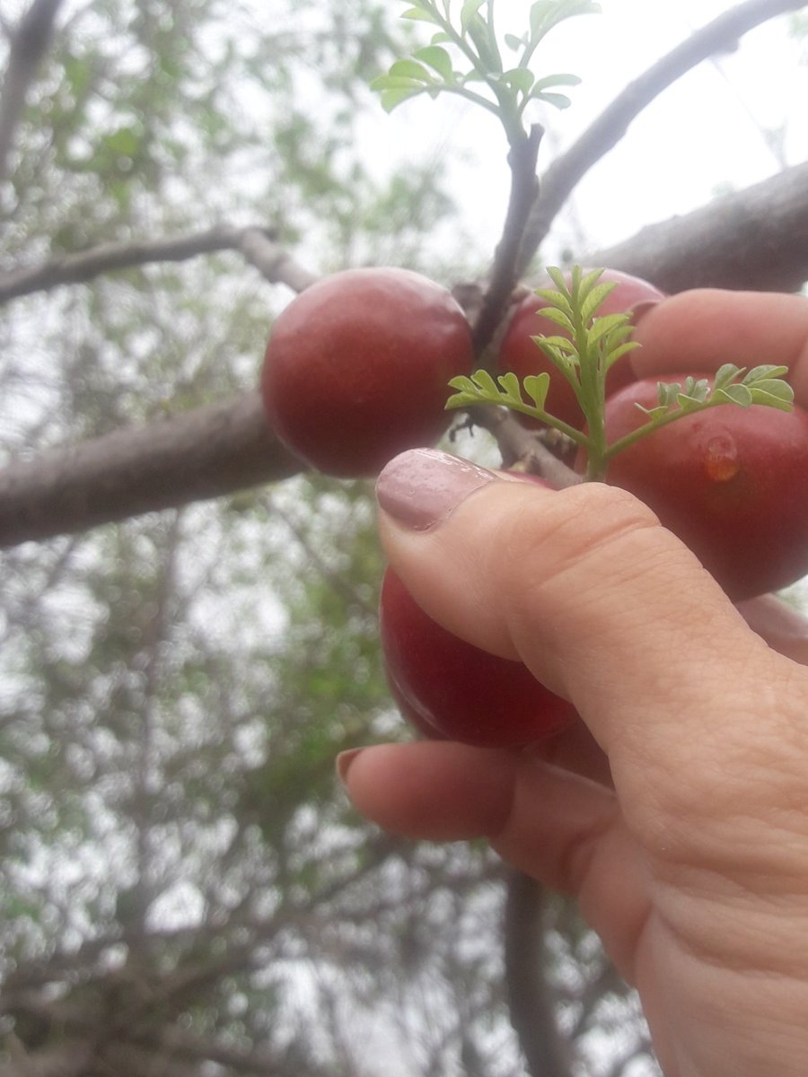 CristinaVinue11's tweet photo. #CosechandoAndo
Que maravilla!
Uno no deja de emocionarse con la bondad de la naturaleza.
Ya tengo para el jugo 😉
👩🌾👩🌾👩🌾 https://t.co/i8ID5KBBjm