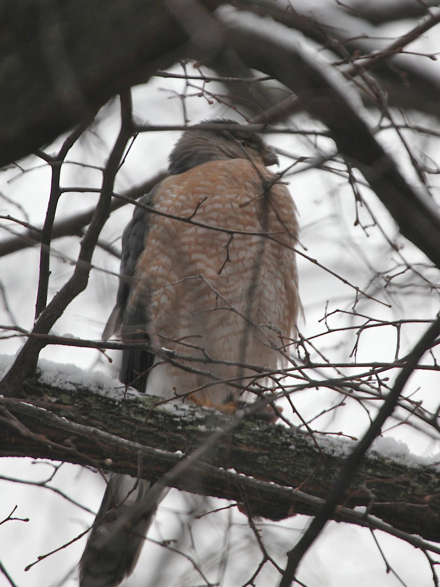 chronicallydave's tweet image. Some better photos of the cooper's hawk outside my window in downtown Bloomington.