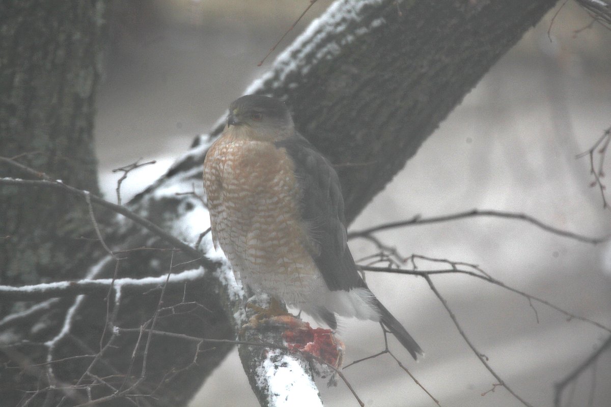 chronicallydave's tweet image. Some better photos of the cooper's hawk outside my window in downtown Bloomington.