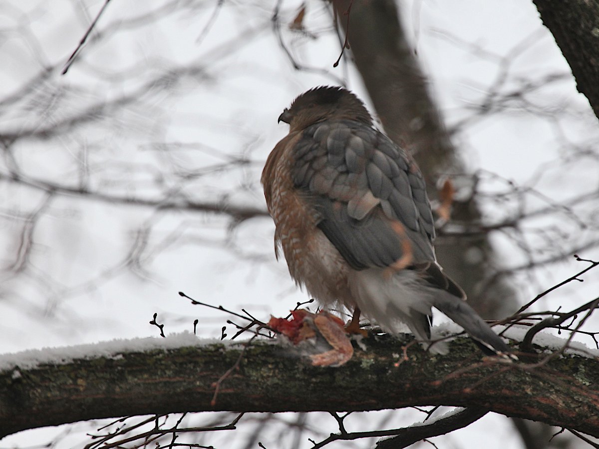 chronicallydave's tweet image. Some better photos of the cooper's hawk outside my window in downtown Bloomington.