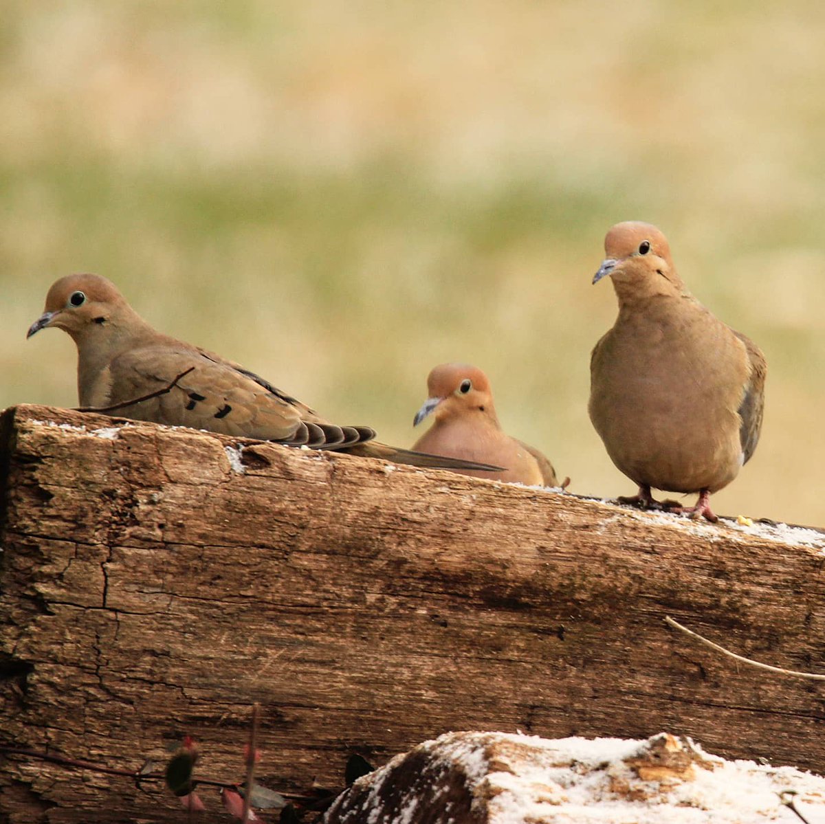 Morning gathering... #morning #mourningdove #dove #doves #gather #gathering #gatheringplace #birding