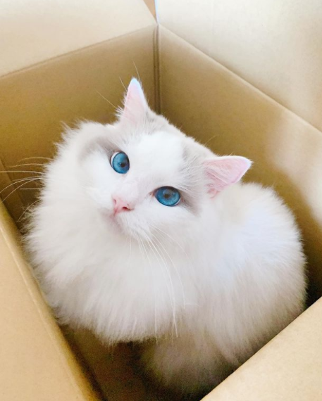 DespaMicio's tweet photo. ho visto gatti in tl, quindi giusto spammare anche beau ✨❄️ https://t.co/Dx2vbeWfSD
