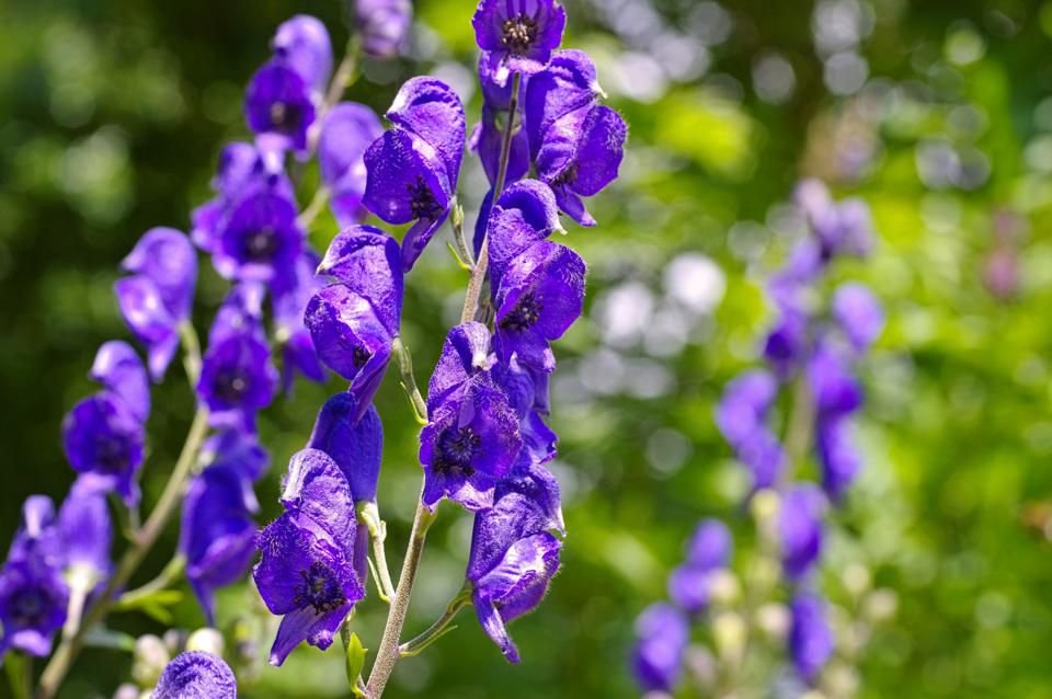 LaMariee_Anthy's tweet photo. @KarouMiki ^_^ I saw some Aconite and thought of you https://t.co/IJWffl1Im8