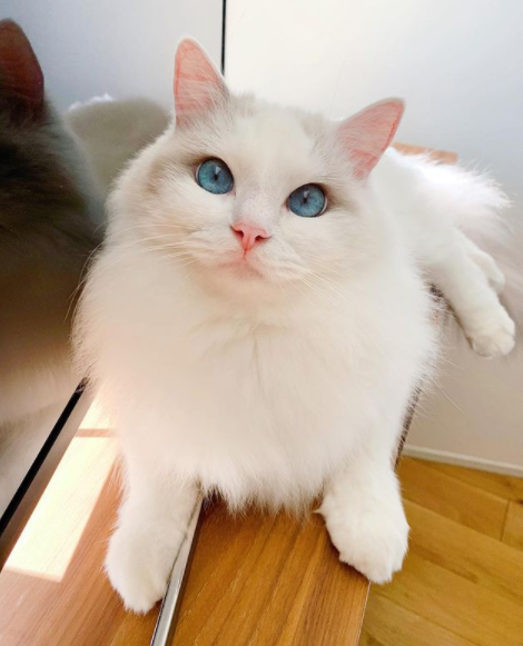 DespaMicio's tweet photo. ho visto gatti in tl, quindi giusto spammare anche beau ✨❄️ https://t.co/Dx2vbeWfSD