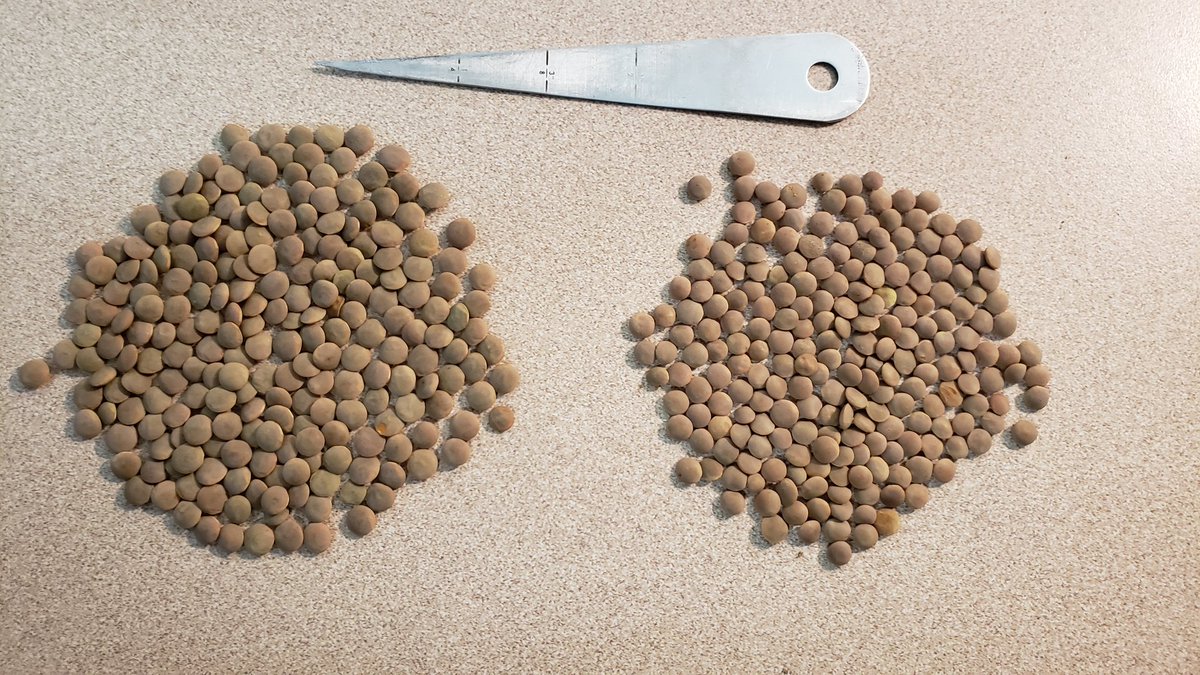 craswellseeds's tweet photo. Finished up cleaning our pedigreed #CDCImpulseCL small red lentils. Becoming one of the more popular varieties. Picture shows size comparison between our 48gtkw Impulse on the left and 38gtkw #CDCSimmieCL on the right. @SaskPulse @WildLentils https://t.co/zsp8czRoaR