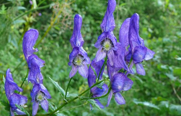 LaMariee_Anthy's tweet photo. @KarouMiki ^_^ I saw some Aconite and thought of you https://t.co/IJWffl1Im8