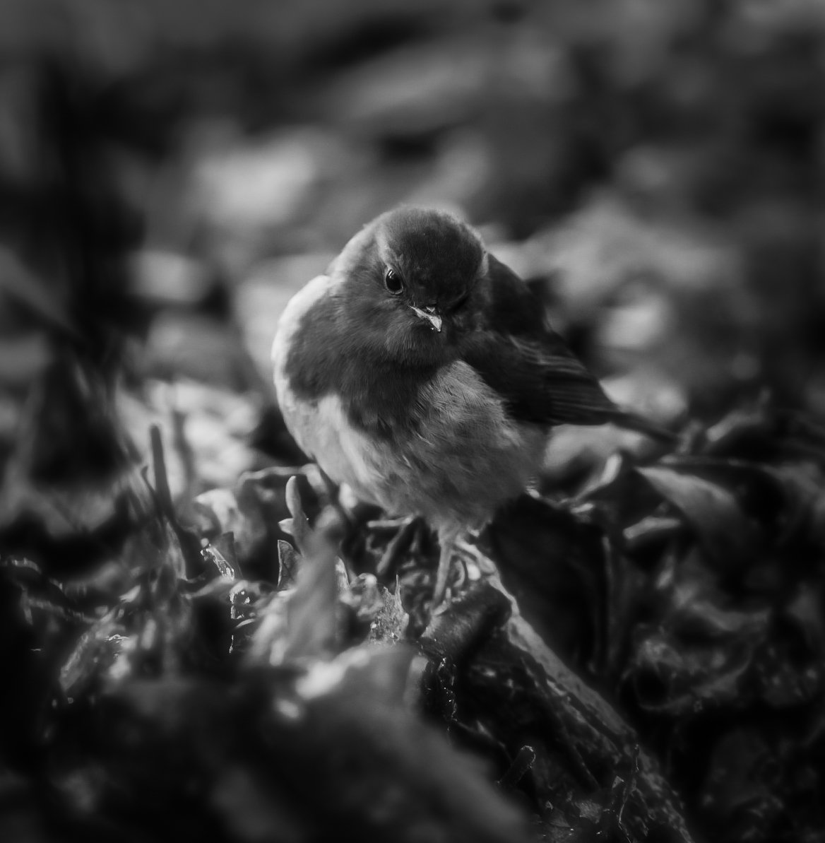 RanyhynRunFree's tweet photo. #blackandwhitephotography A moment in nature. By chance, I was there. The things we never see. https://t.co/IR1jYMsnTr