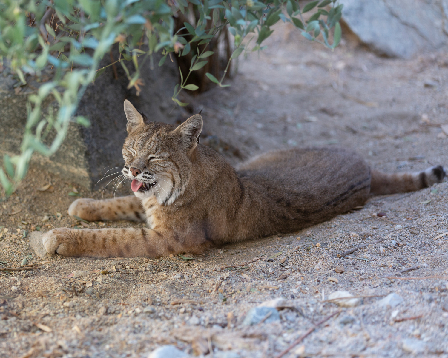 Bobcat Tail